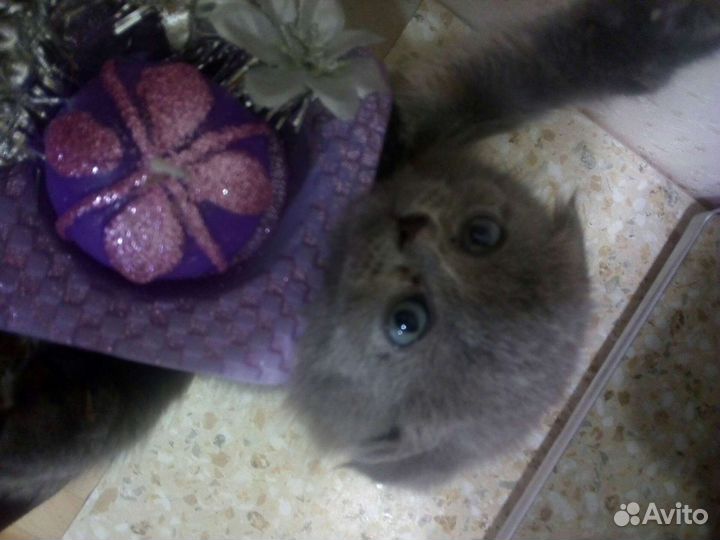 Шотландские котята