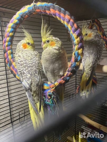 Птенцы кореллы