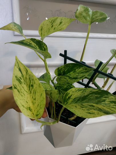 Эпипремнумы (сциндапсусы) хеппи лив, н-джой и др