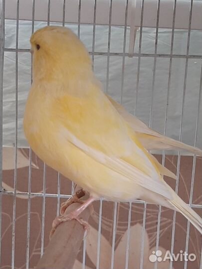 Канарейки и кенора