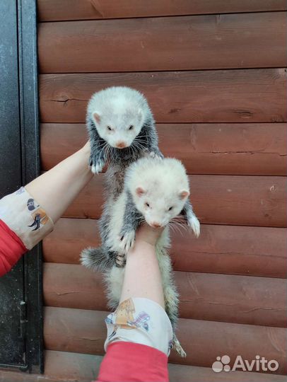 Хорьки. Эксклюзив. Доставка по России