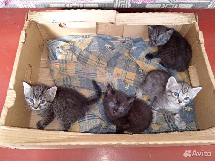 Котята в добрые хорошие