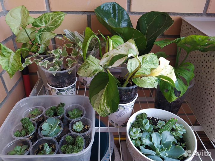 Домашние растения