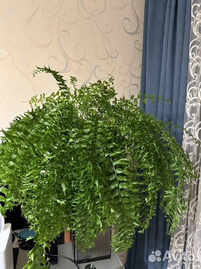 Нефролепис фальката Фурканс