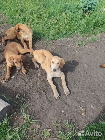 Собаки бесплатно