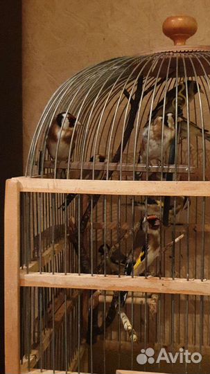 Щегол чиж зеленушка