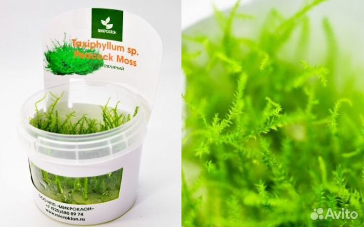 Мох Павлиний, Таксифиллум «Пиакок» (Taxiphyllum s