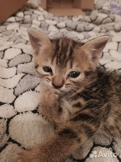 Котята в добрые руки бесплатно