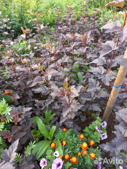 Саженцы декоративных растений