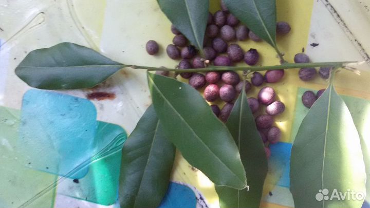 Семена лавровое дерево (лаврушка)