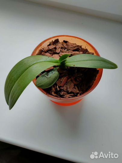 Орхидея фаленопсис