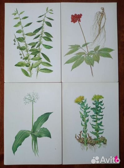 Открытки травы