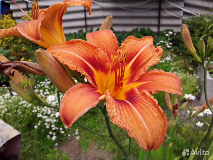 Пионы,лилии,безвременник