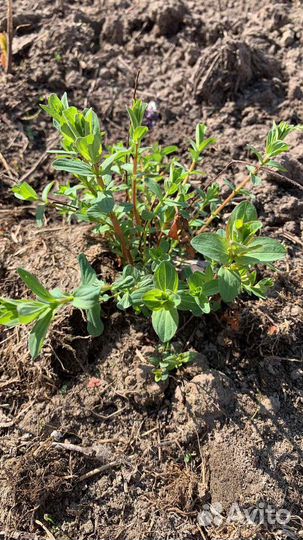 Мята и зверобой лекарственные растения