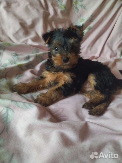 Йоркширский терьер