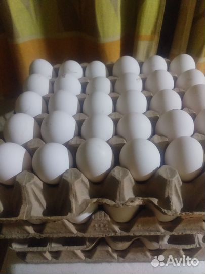 Инкубационное яйцо,цыплята