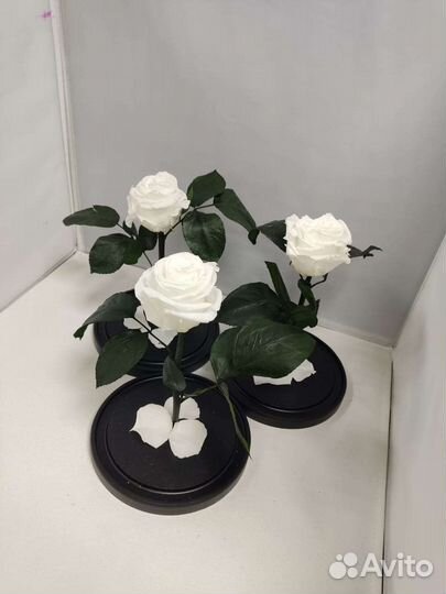 Роза в колбе оптом и в розницу