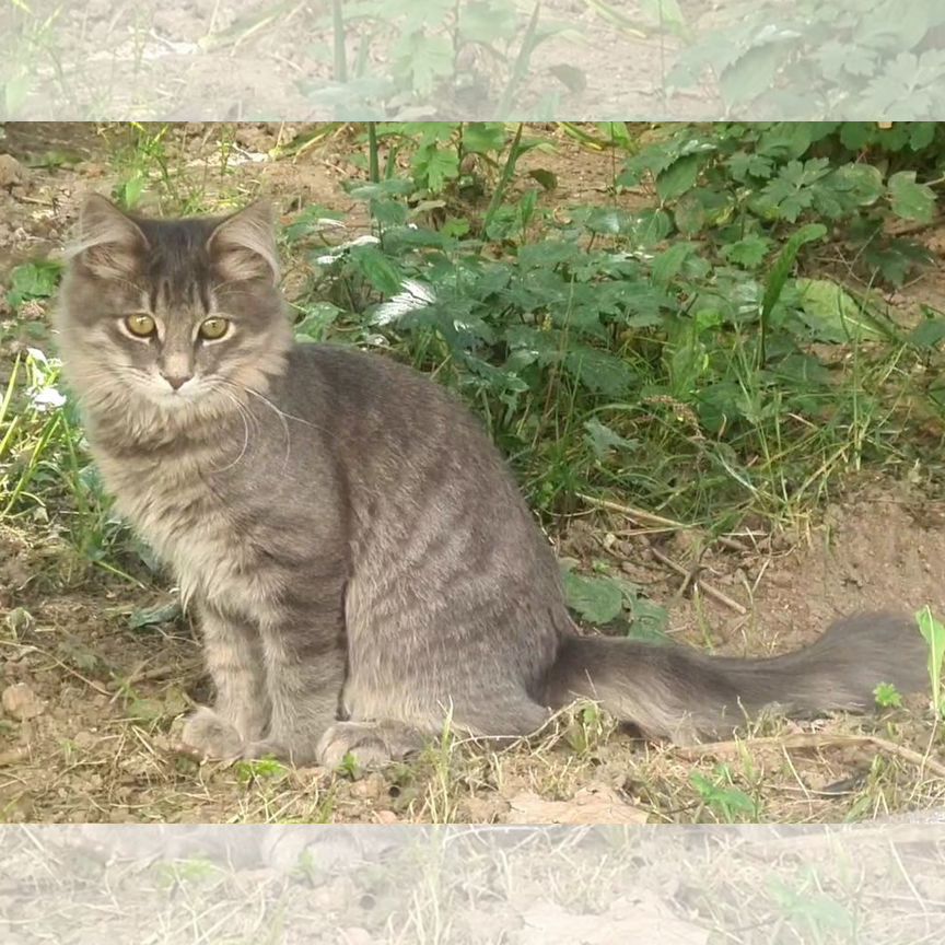 Помогите спасти Яшу и Дымку с улицы