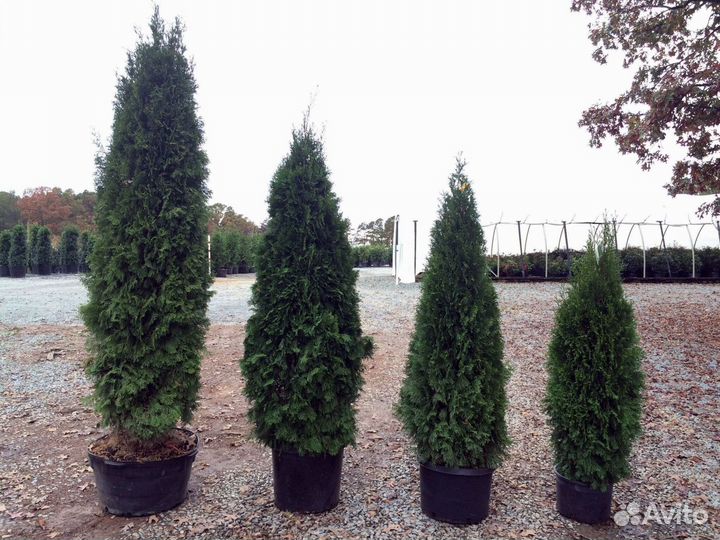 Туя Смарагд р9