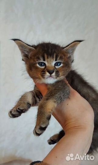 Девочка породы каракет. Caracat F3