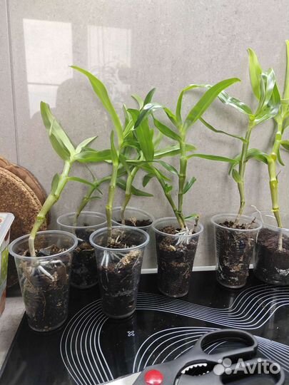 Орхидея Дендробиум нобиле белый. Есть много разных