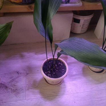 Аспидистра