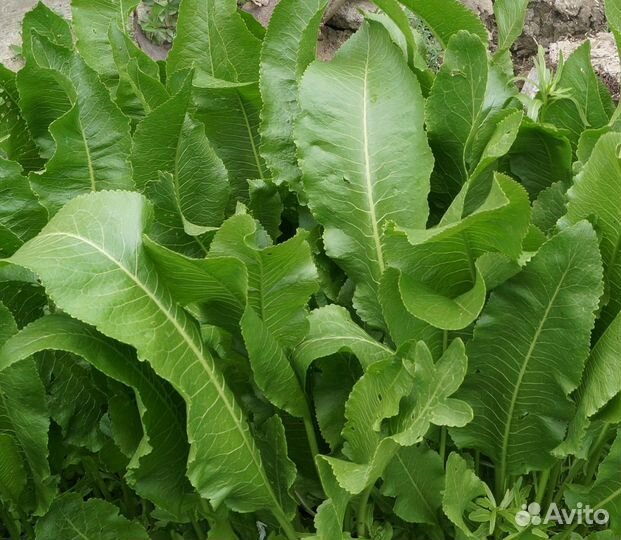 Листья хрена