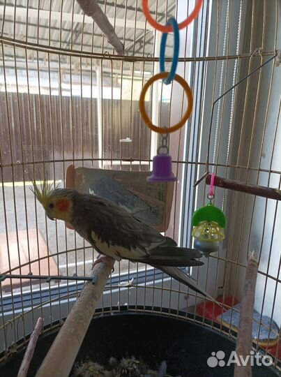 Попугай корелла с клеткой