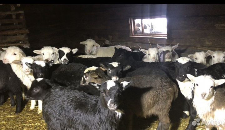 Овцы бараны ягнята