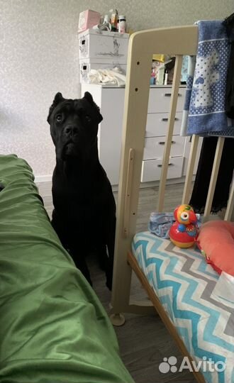 Бесплатная передержка собак