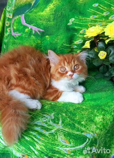 Шотландские вислоухие котята