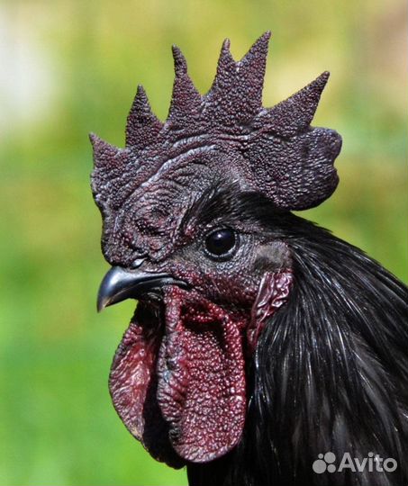 Петух Ухеилюй