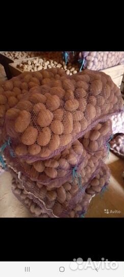 Продаю картофель крупный в сетках по 17 р