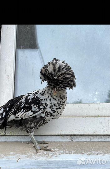 Куры петухи