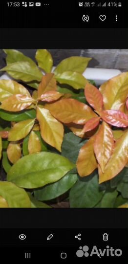 Хлорофитум и другие цветы