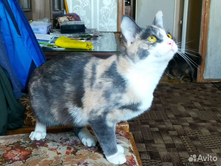 Трехцветная кошечка-котенок