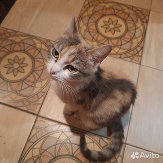 Отдаю котят в хорошие руки