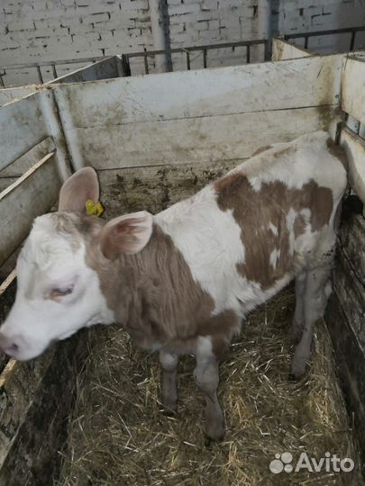 Продажа крс