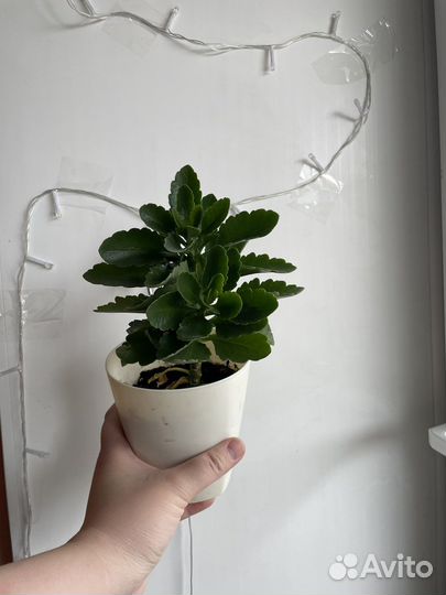 Комнатные цветы