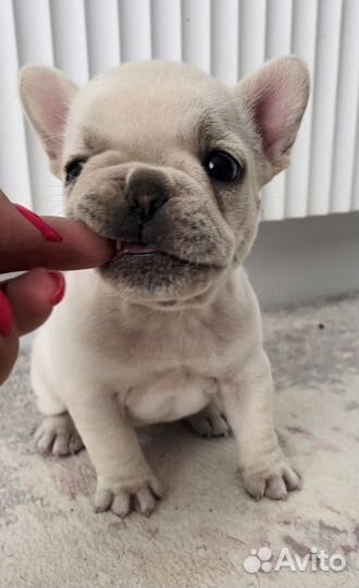 Эксклюзивная кремовая мини девочка