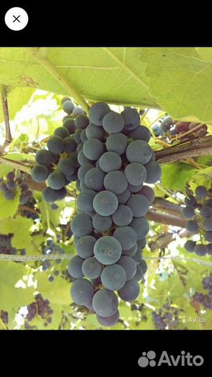 Изабелла виноград