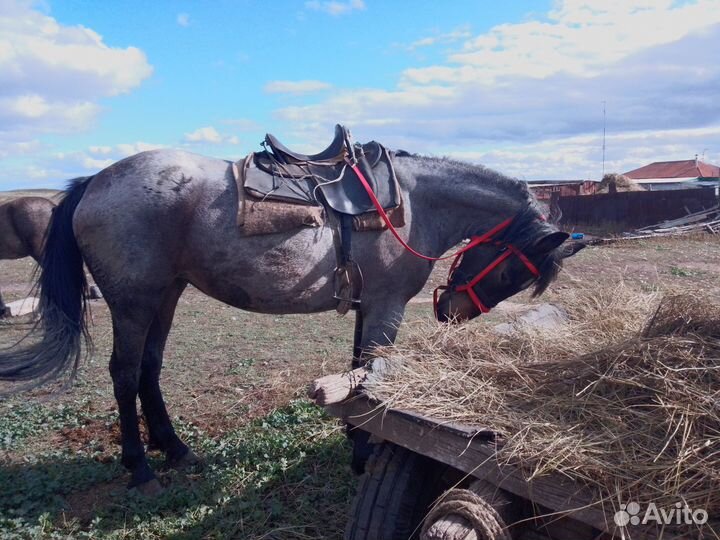 Продам кобылу