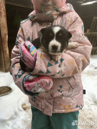 Щенки мальчики, 2 месяца