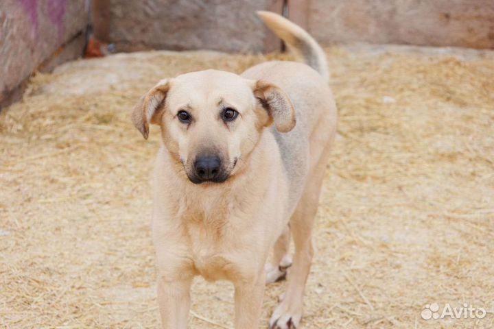 Собака добрая Берточка лапоушка