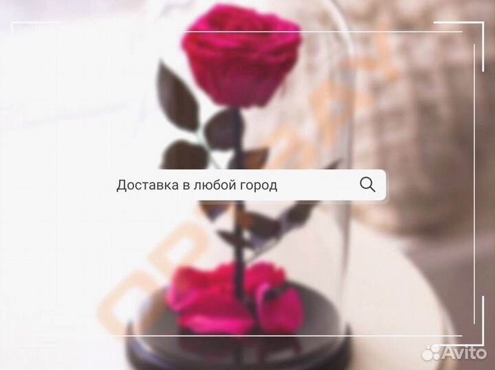 Роза в колбе. Новая