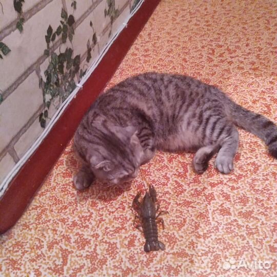 Британец кошка