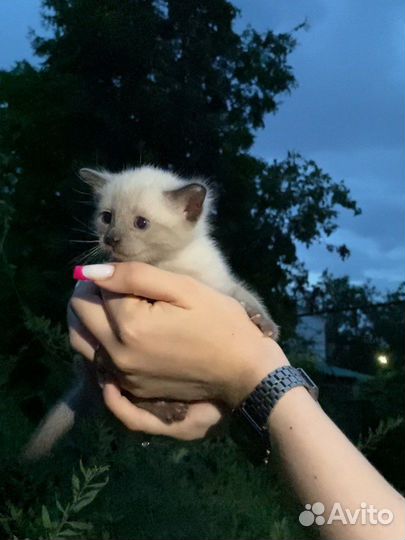 Котята в добрые руки 1 месяц