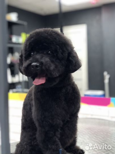 Стрижка собак / груминг/экспресс -линька