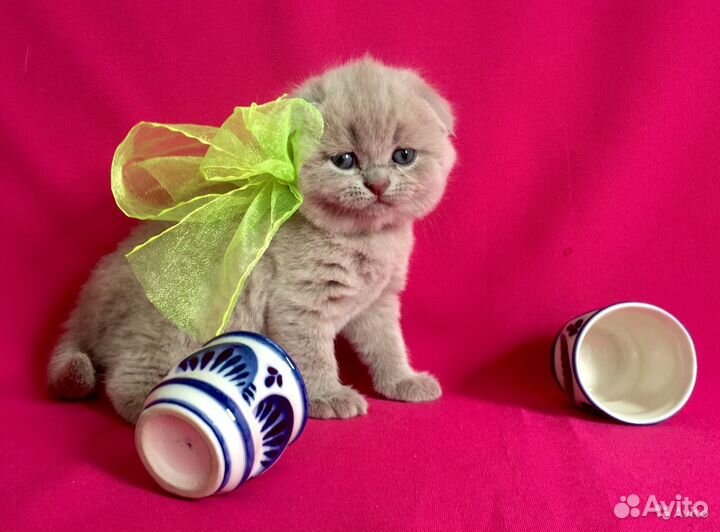 Элитные шотландские малыши