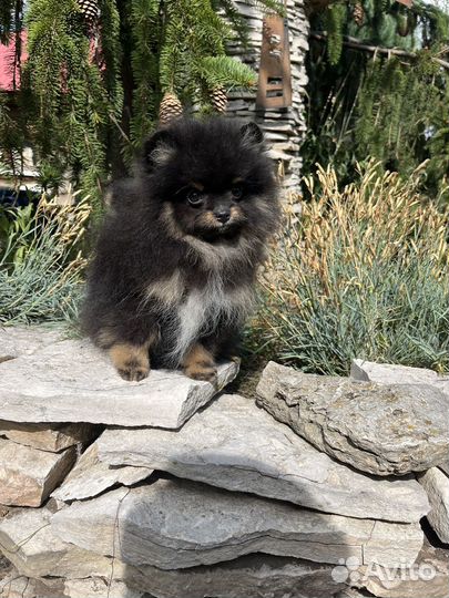 Померанский шпиц мини щенок